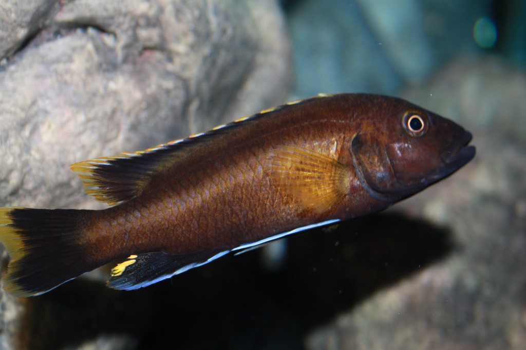 Melanochromis melanopterus