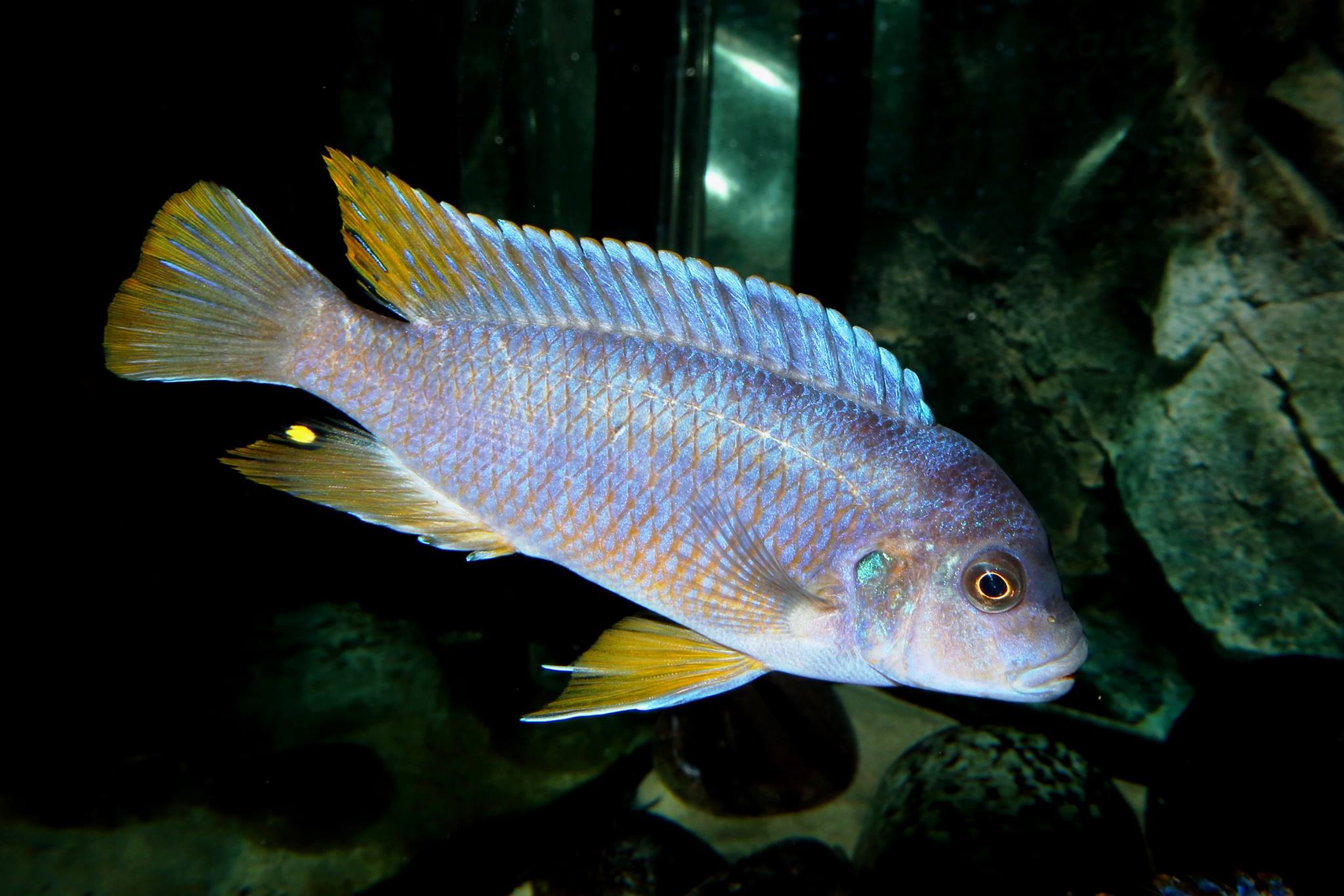 Pseudotropheus sp. "aggressive yellow fin"